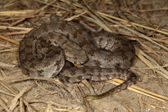 Macrovipera lebetinus schweizeri