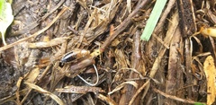 Latiblattella tarasca