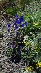 Delphinium glareosum