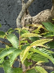 Carpinus japonica