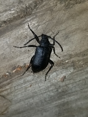 Neanthophylax tenebrosus