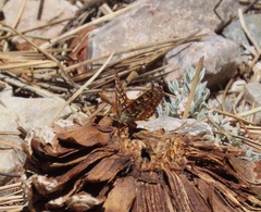 Euphydryas editha augustina