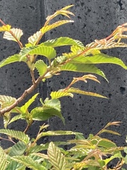 Carpinus japonica