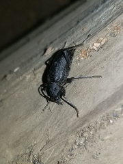 Neanthophylax tenebrosus