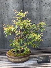 Carpinus japonica