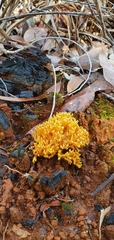 Ramaria lorithamnus