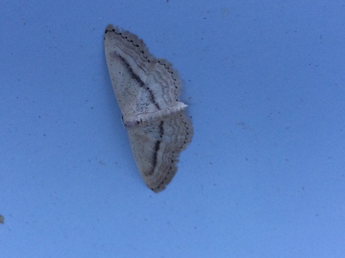Idaea leipnitzi