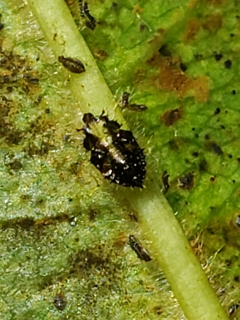 Cherry lace bug