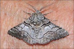 Hypobapta diffundens