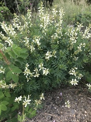 Astragalus williamsii