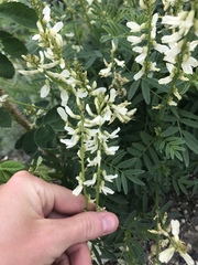 Astragalus williamsii