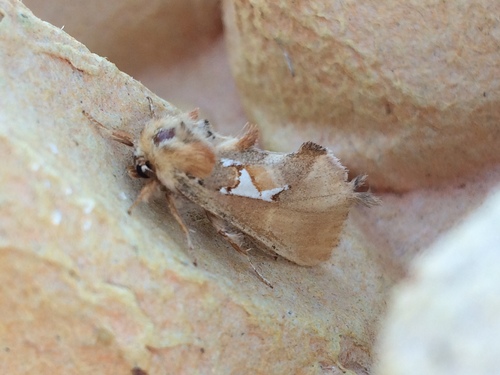 chochlatka striebroškvrnná (Spatalia argentina)
