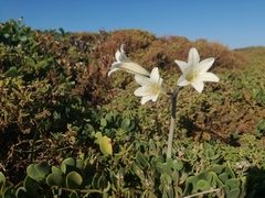 Cyrtanthus loddigesianus