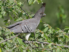 Corythaixoides leucogaster