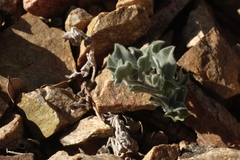 Calystegia malacophylla pedicellata