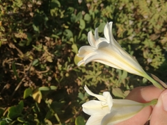 Cyrtanthus loddigesianus
