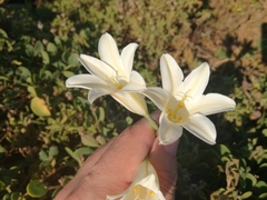 Cyrtanthus loddigesianus