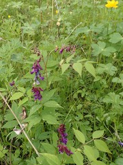 Vicia venosa baicalensis