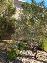 Senna phyllodinea
