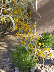 Senna phyllodinea