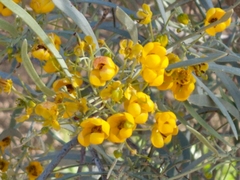 Senna phyllodinea