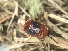 Isthmocoris imperialis