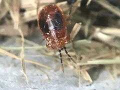 Isthmocoris imperialis