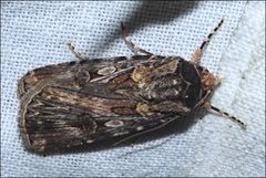 Agrotis radians