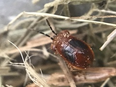 Isthmocoris imperialis