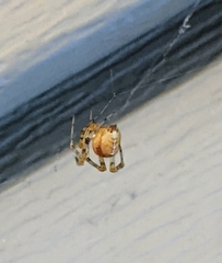 Tidarren sisyphoides