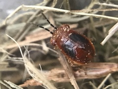 Isthmocoris imperialis