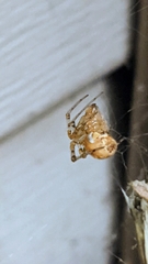 Tidarren sisyphoides