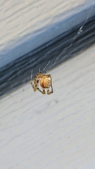 Tidarren sisyphoides