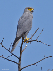 Falco ardosiaceus