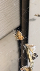 Tidarren sisyphoides