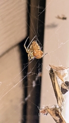 Tidarren sisyphoides