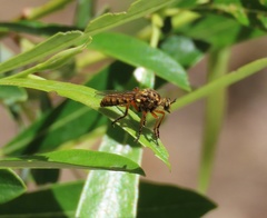 Callinicus pictitarsis