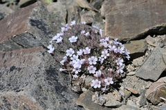Collomia larsenii