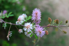 Mimosa monancistra