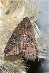 Hypoperigea tonsa