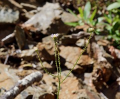 Erigeron serpentinus