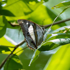Polyura schreiber