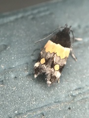 Triclonella determinatella