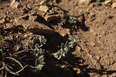 Calystegia malacophylla pedicellata