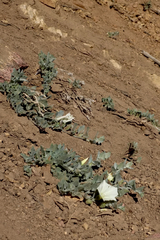 Calystegia malacophylla pedicellata