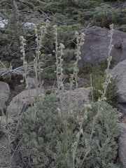 Artemisia furcata