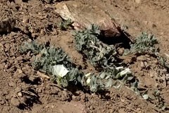 Calystegia malacophylla pedicellata