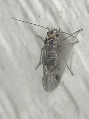 Teliapsocus conterminus