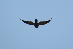 Melierax canorus canorus