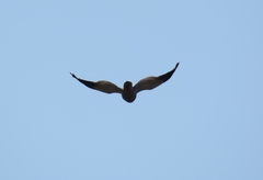 Melierax canorus canorus